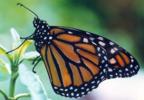 Photograph of Adult Monarch